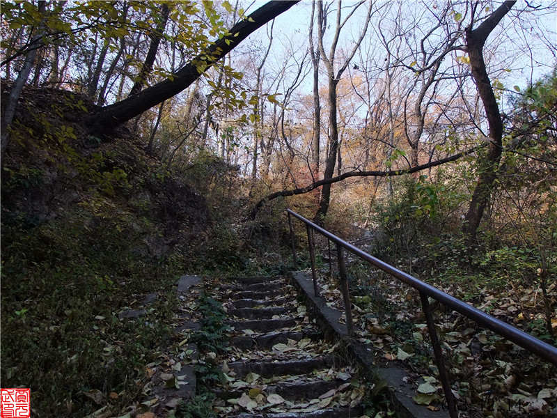 镇平杏花山好看的树