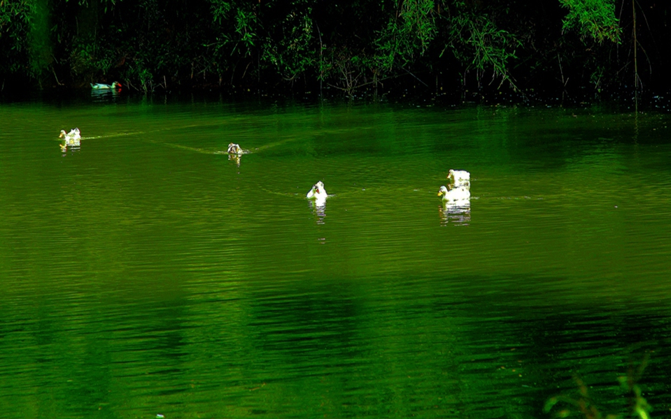 池塘清趣——白毛浮绿水红掌拨清波