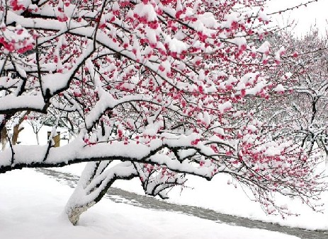 记忆中的三月桃花雪