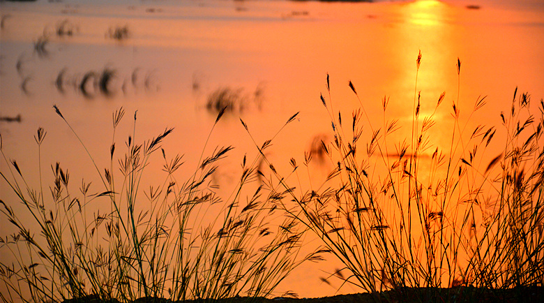 芳草萋萋-生态抓拍-36行南阳社区-36.01ny.cn