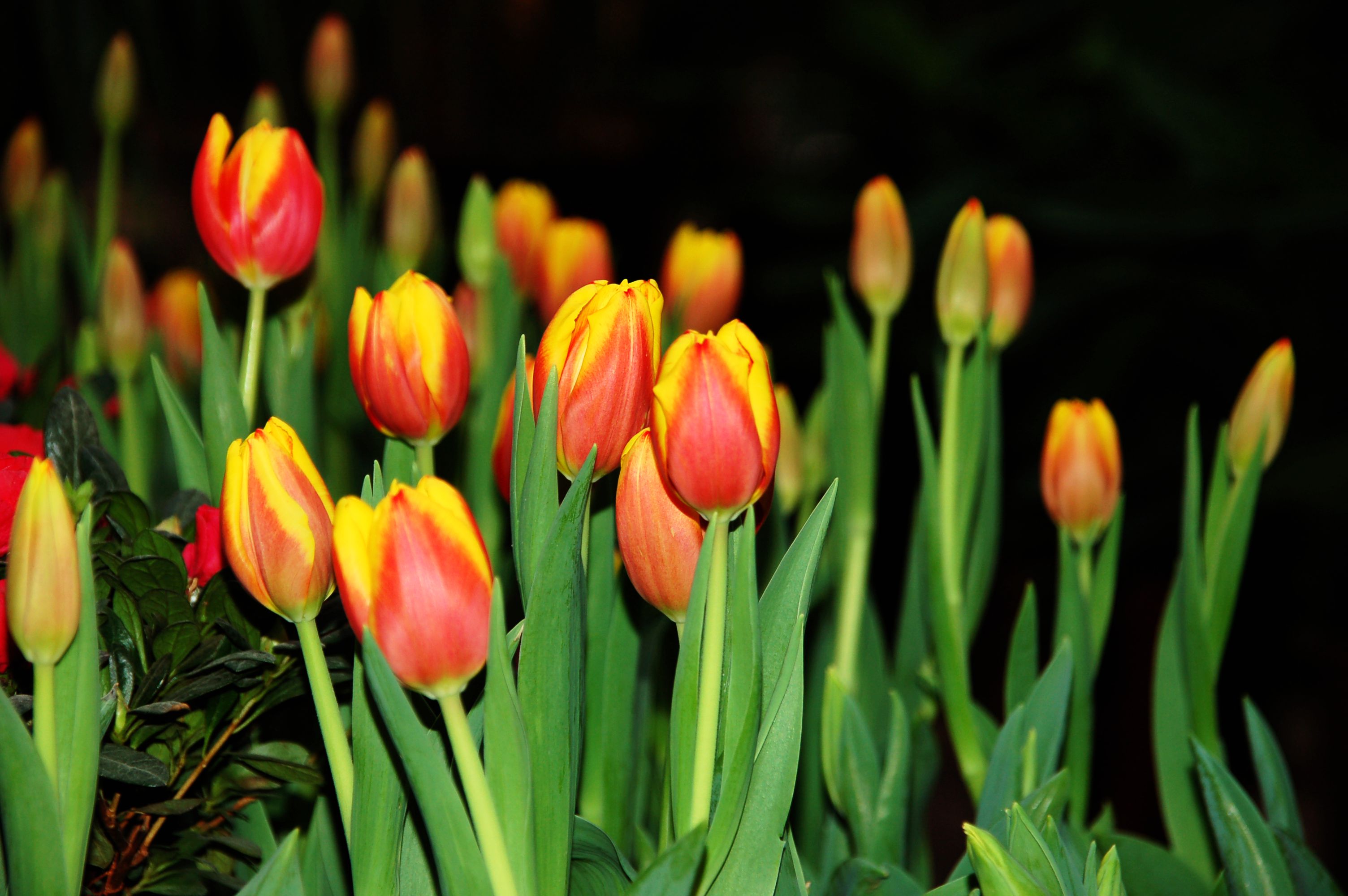 郁金香-花卉草木-36行南阳社区-36.01ny.cn -