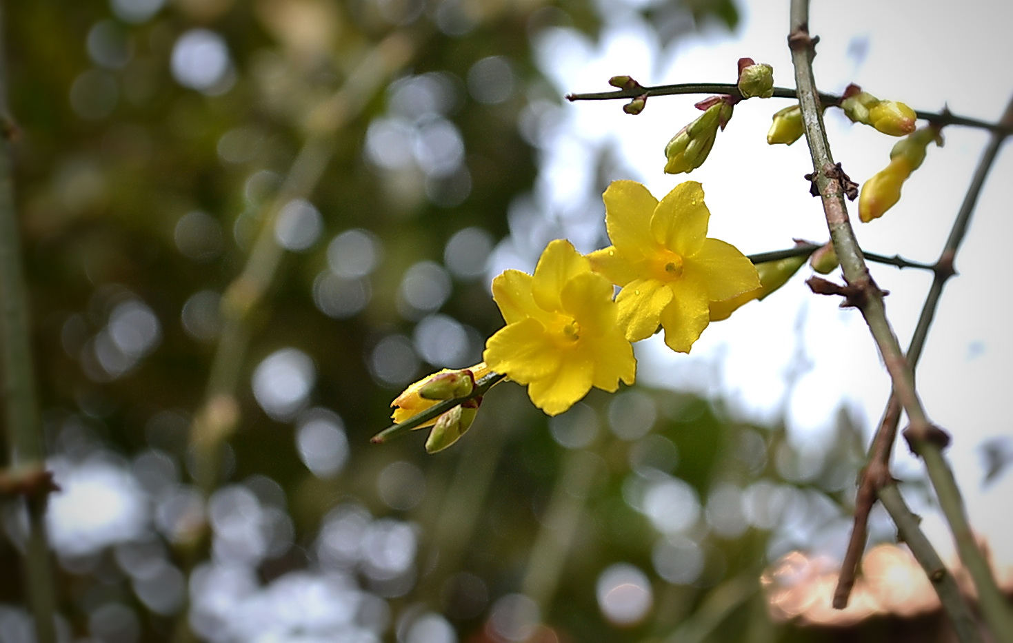 迎春花(二)