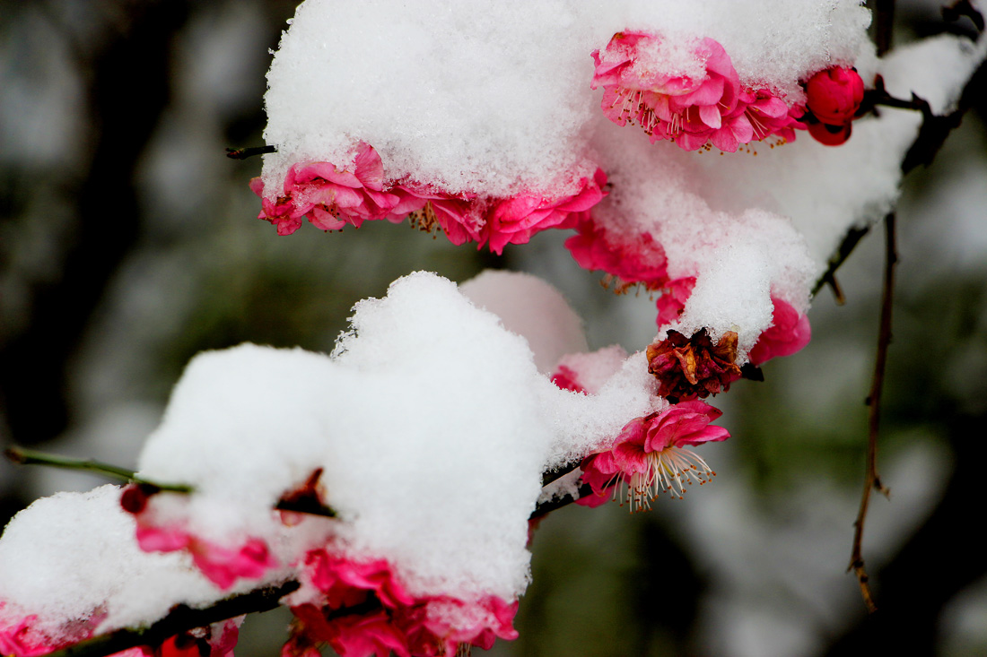 梅花与雪花