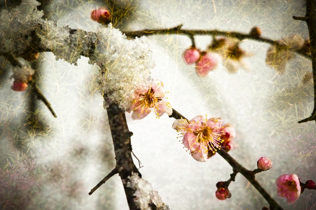 傲骨-新手图集-36行南阳社区-36.01ny.cn