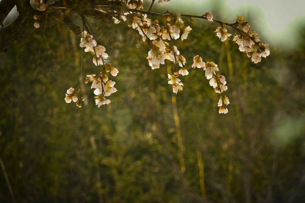 傲骨-新手图集-36行南阳社区-36.01ny.cn