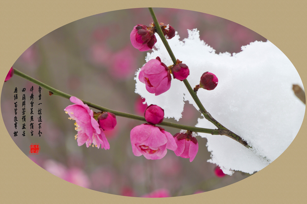 红梅傲雪