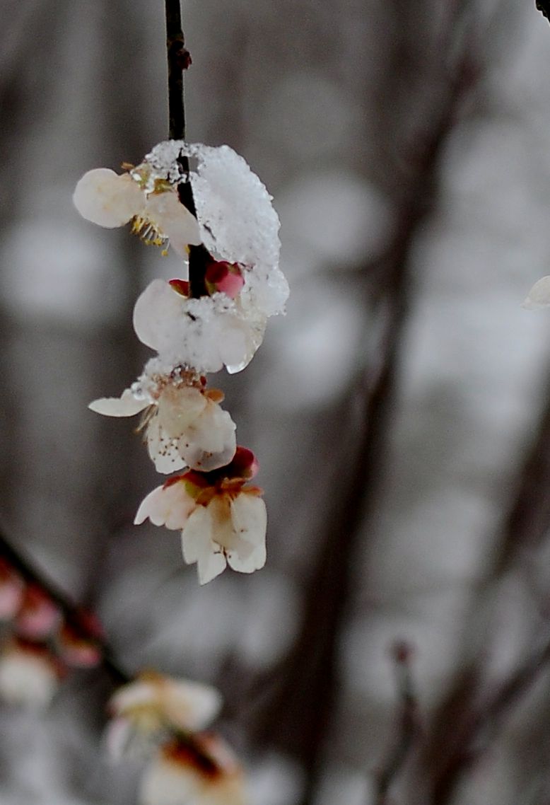 雪中梅花(四)