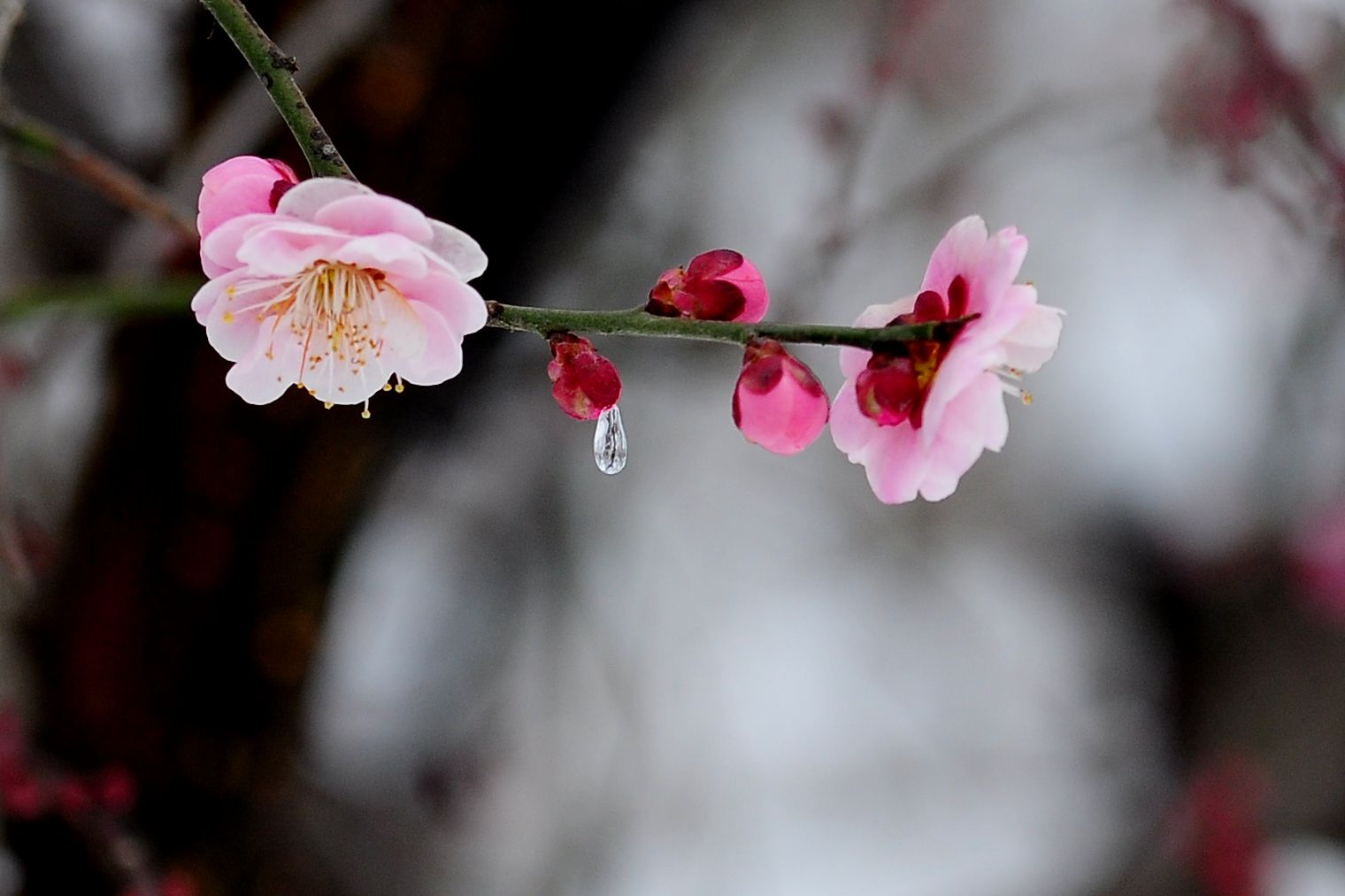 桌面壁纸雪中梅花,雪中梅花壁纸,雪中梅花_大山谷图库