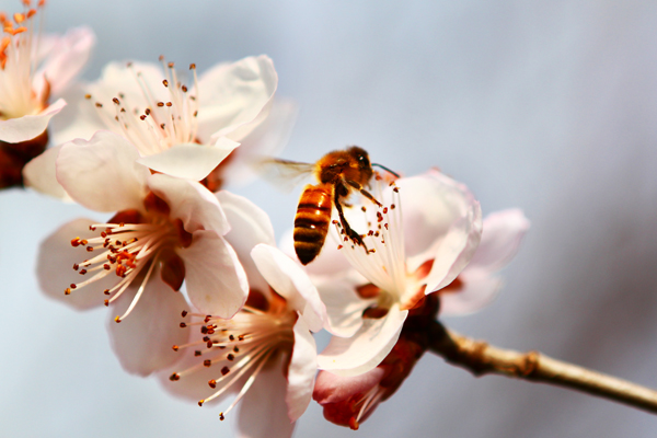 3月桃花