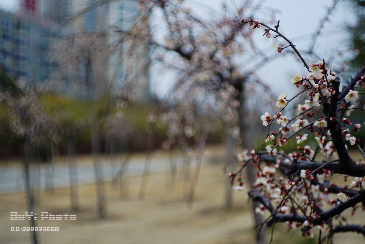 DSC03177_.jpg