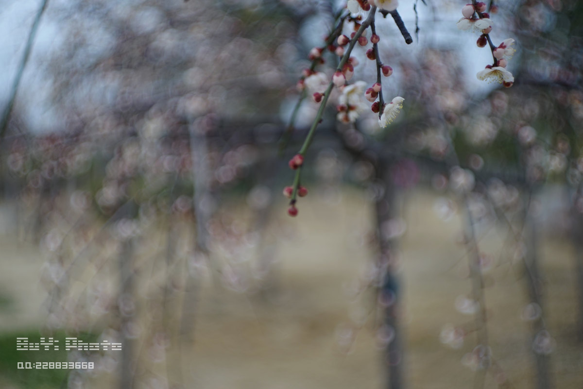 DSC03180_.jpg