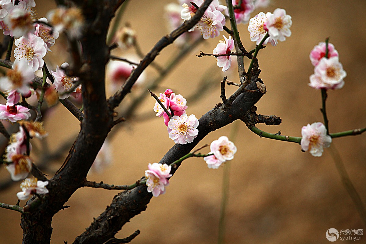 鹫峰梅花(二)-行摄风光-36行南阳社区-36.01ny