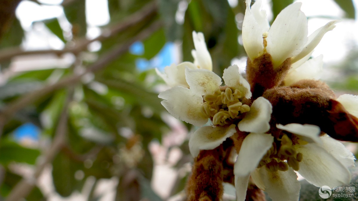 枇杷花-拍客贴图-36行南阳社区-36.01ny.cn