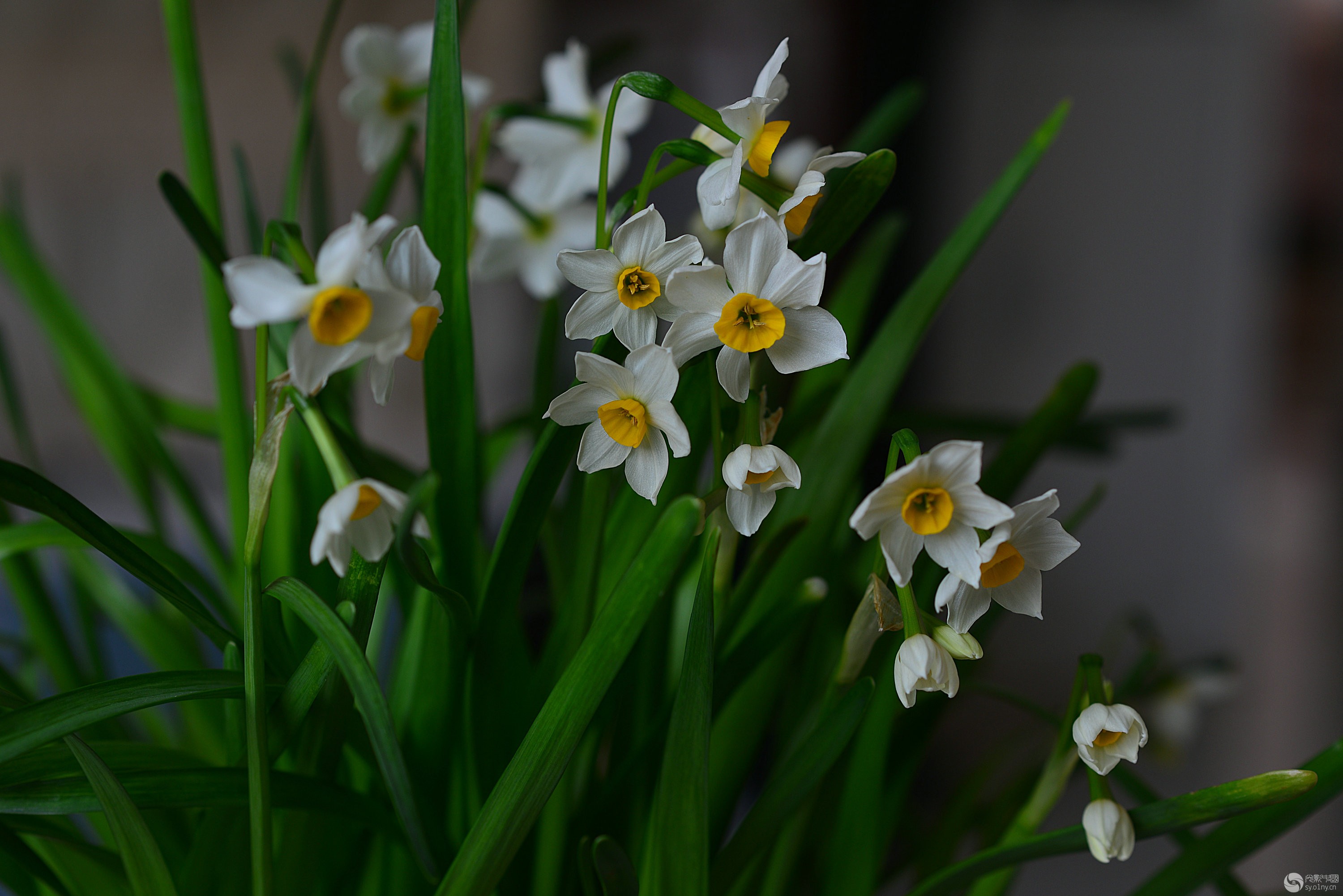 水仙花开