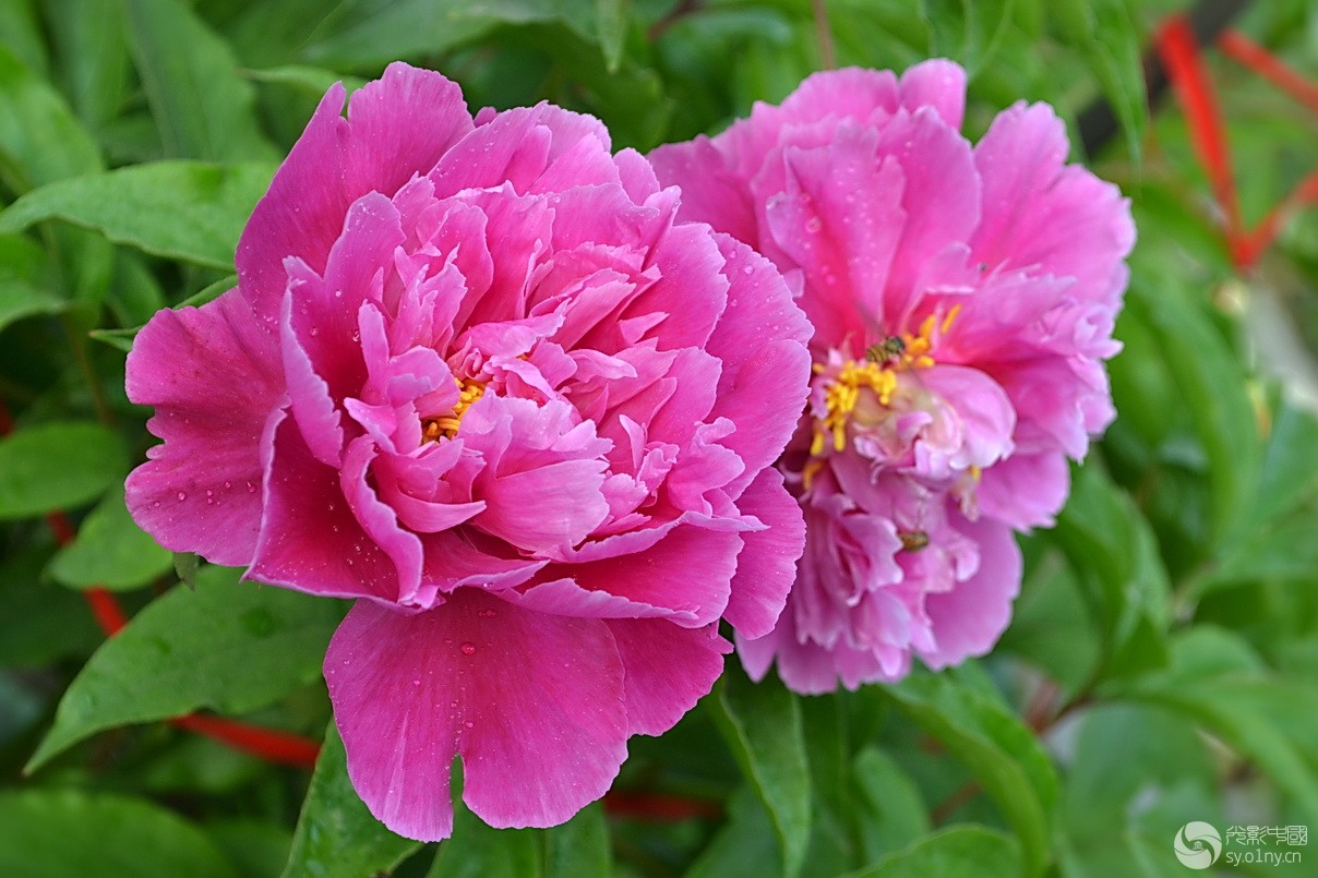 <em>姊妹花开</em>-拍客贴图-36行南阳社区-36.01ny.cn