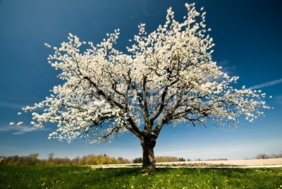 3月17日开心行摄部开花的树拍摄活动召集帖