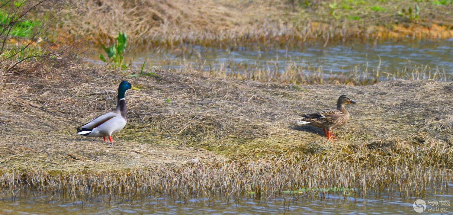 一对绿头鸭-生态抓拍-36行南阳社区-36.01ny.c