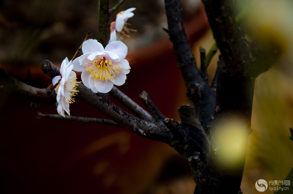 DSC_0145.jpg