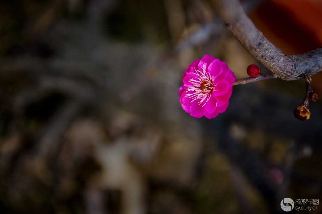 DSC_0102.jpg