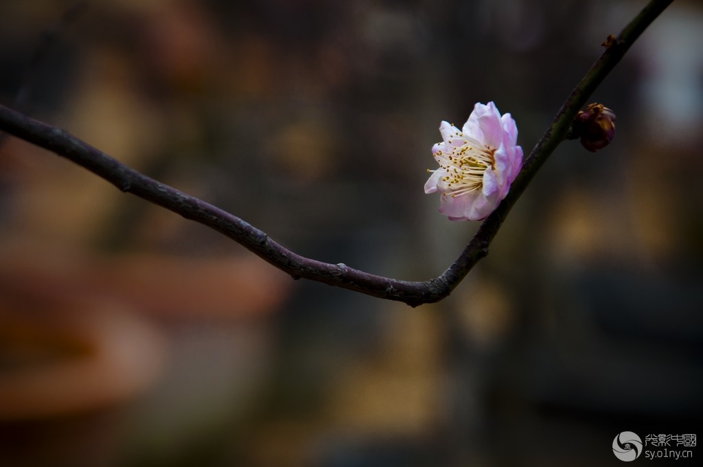 DSC_0254.jpg
