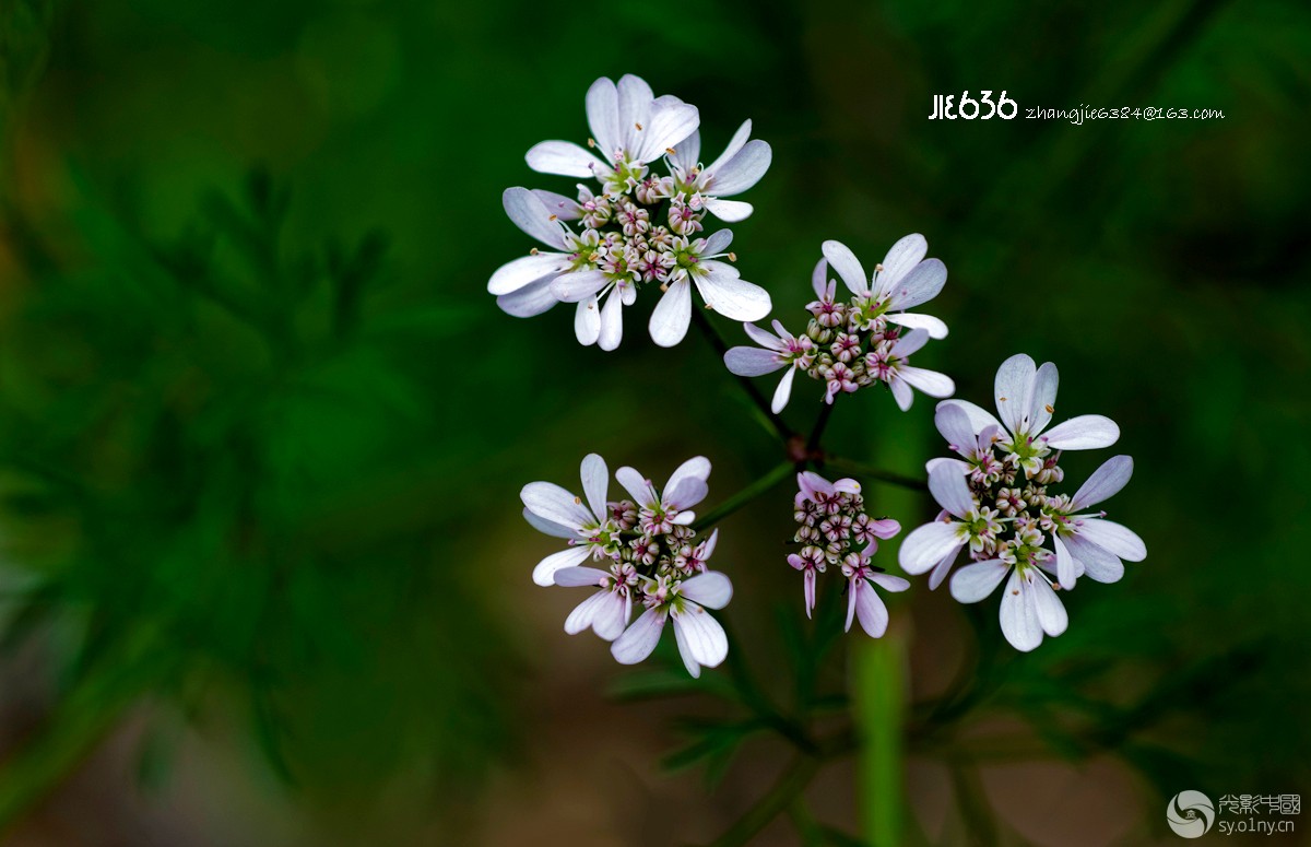 香菜花