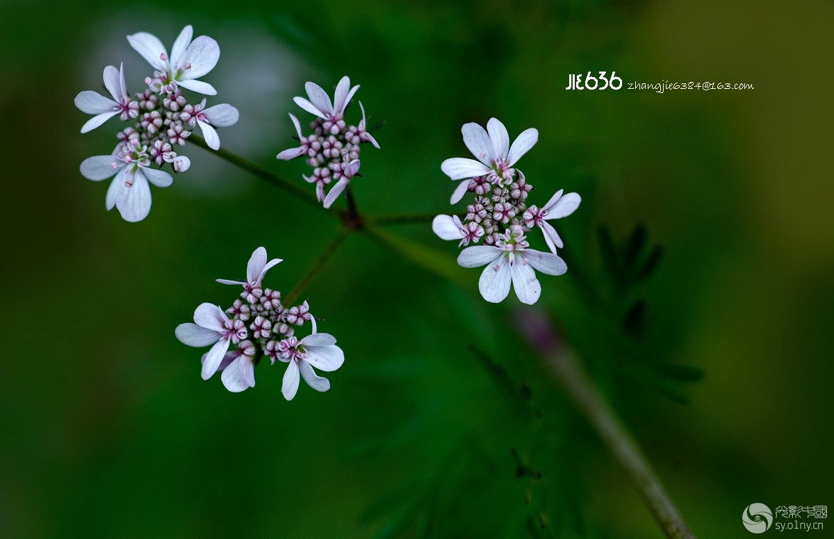 香菜花