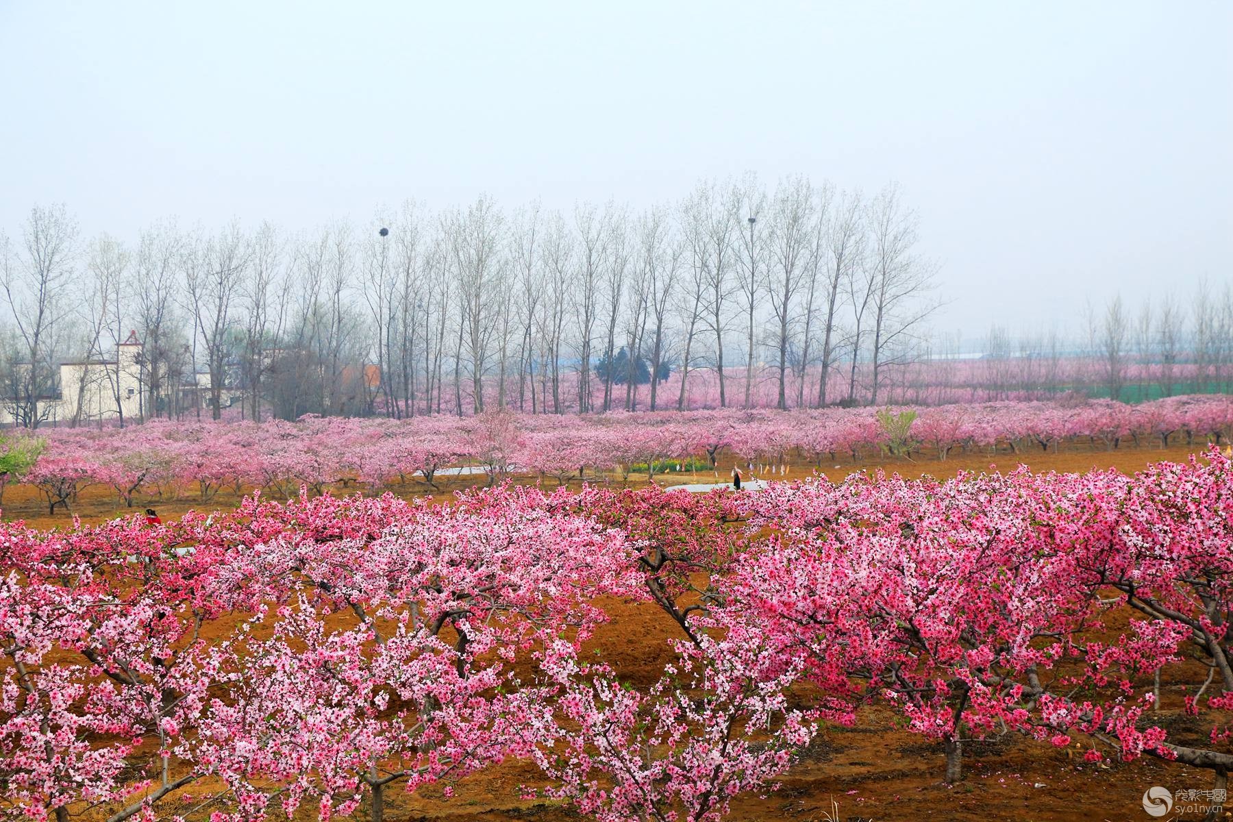 桃花园