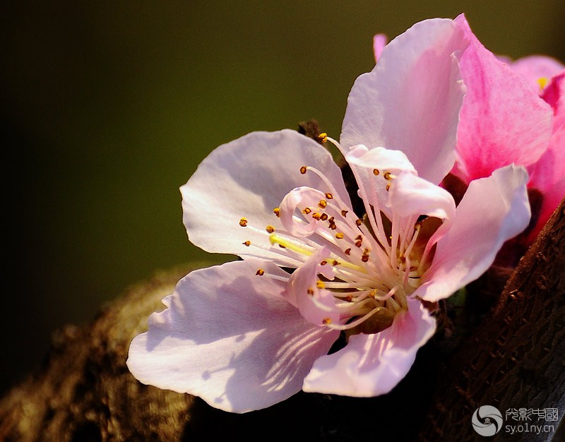 桃花动态高清