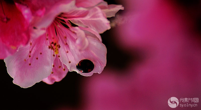 桃花动态高清