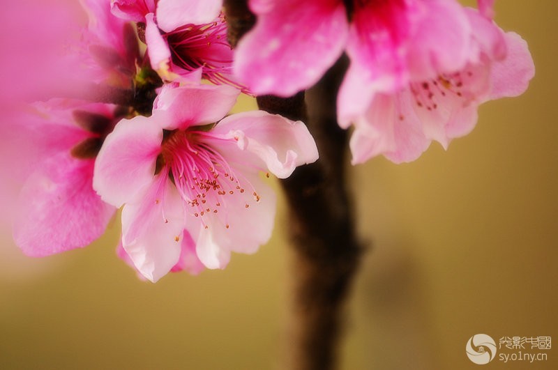 桃花动态高清