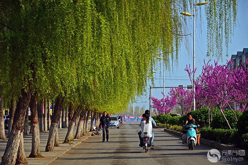 绿柳成荫-2014第三期月赛“春意”-36行南阳社区-36.01ny.cn