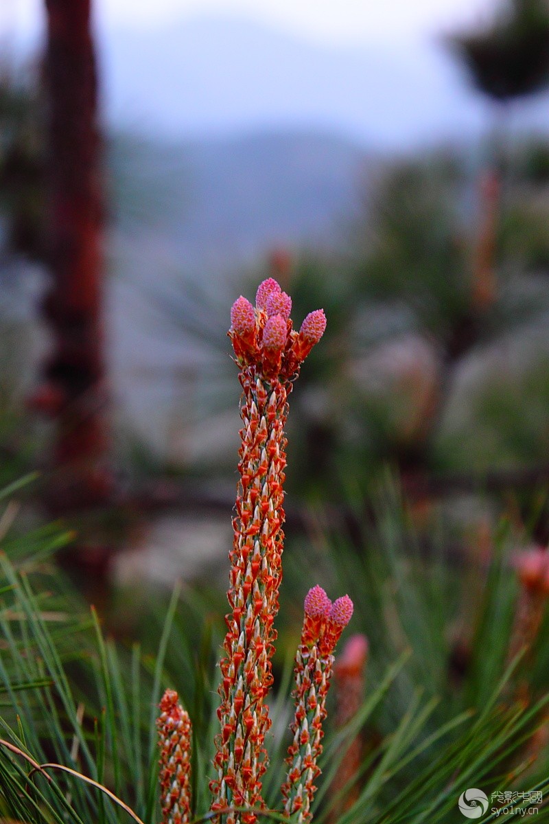 马尾松花