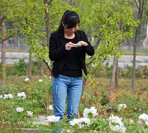 风雨南阳部"医专牡丹与美女纪实
