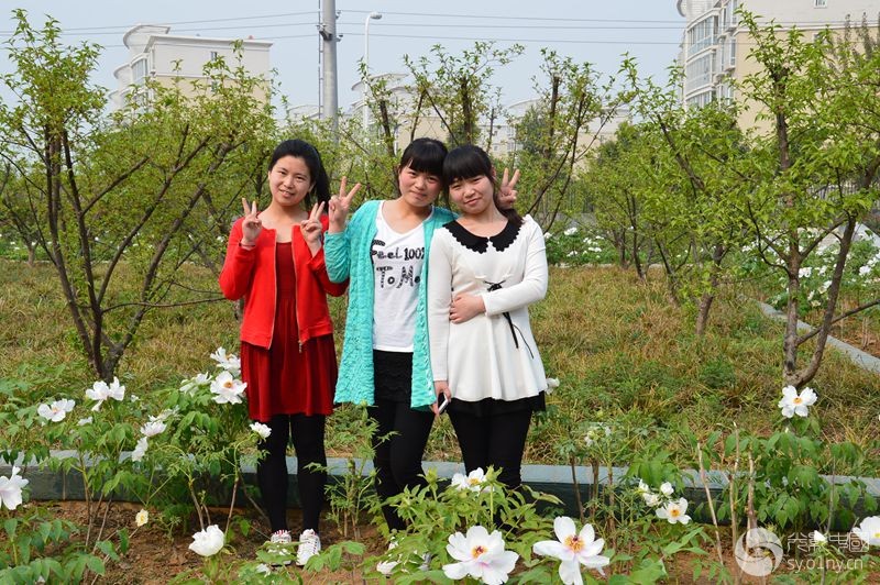 风雨南阳部"医专牡丹与美女纪实