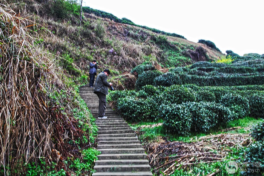 北京部部分影友赴汉中南郑罗帐岭茶园采风-行