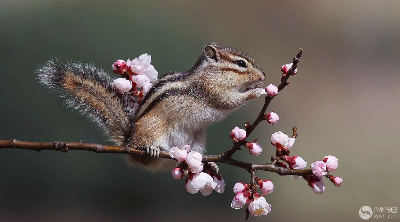 花栗鼠