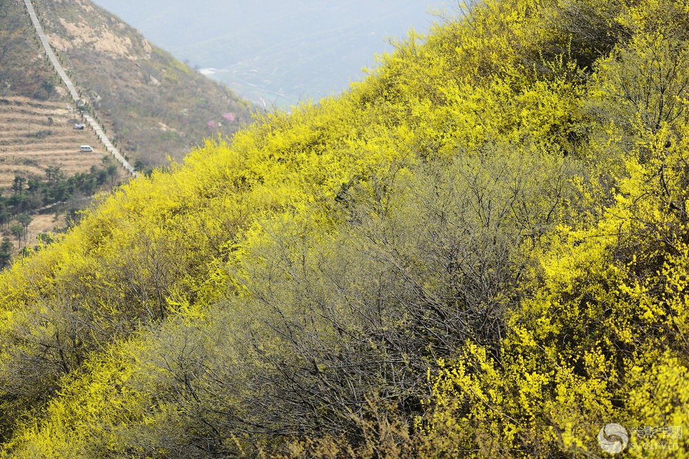 连翘花-拍客贴图-36行南阳社区-36.01ny.cn