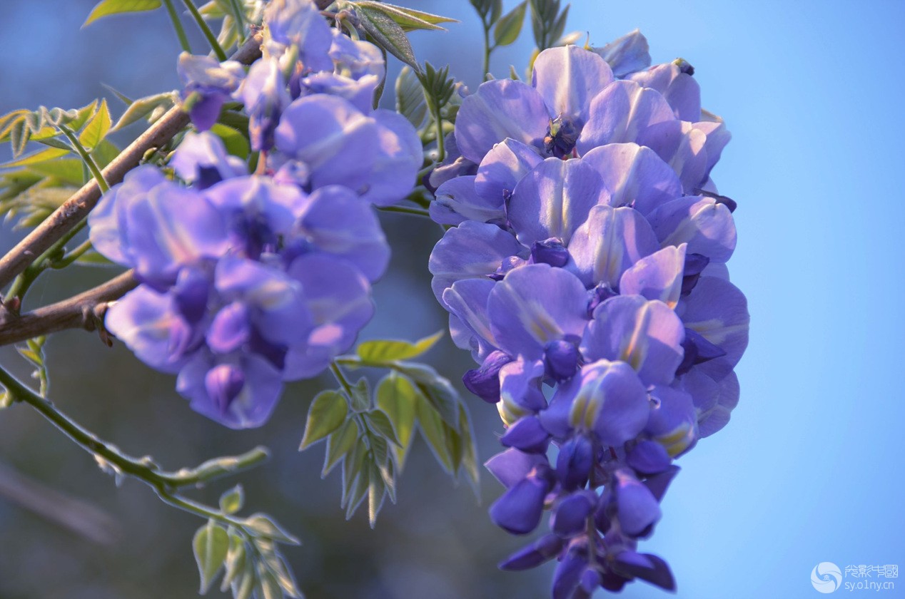 美丽的紫藤花 花语和紫色 人像摄影 风景摄影-行摄风光-36行南阳社区-36.01ny.cn