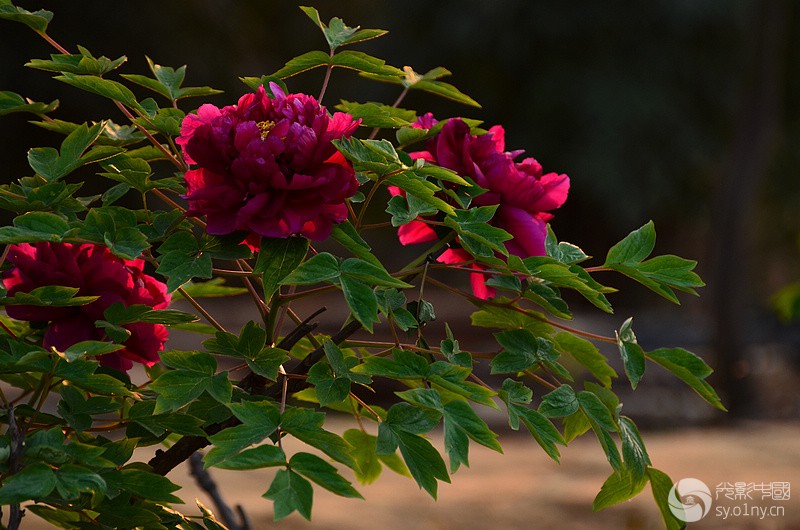 DSC_5835.JPG