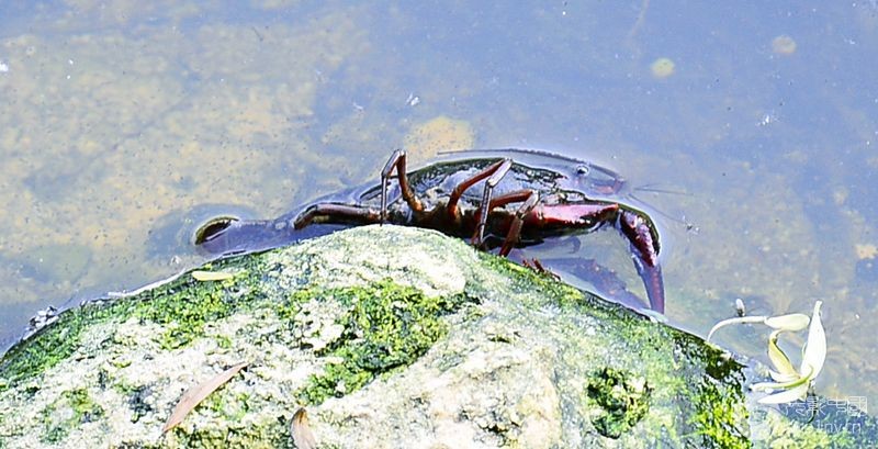 河龙虾