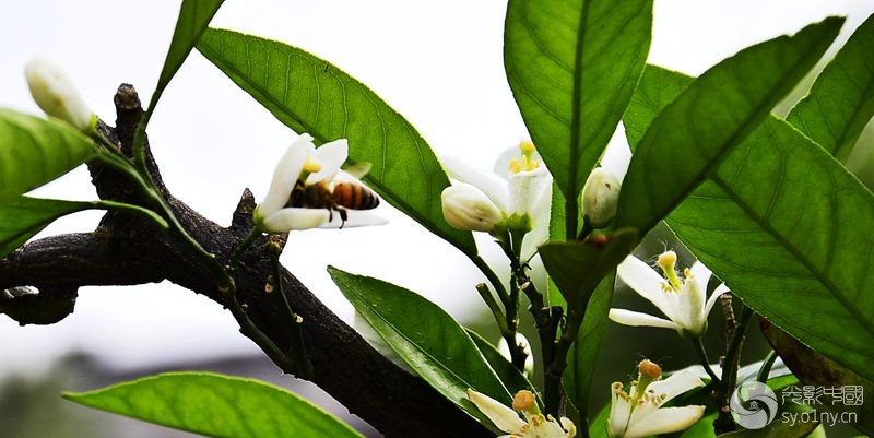 橘子花开