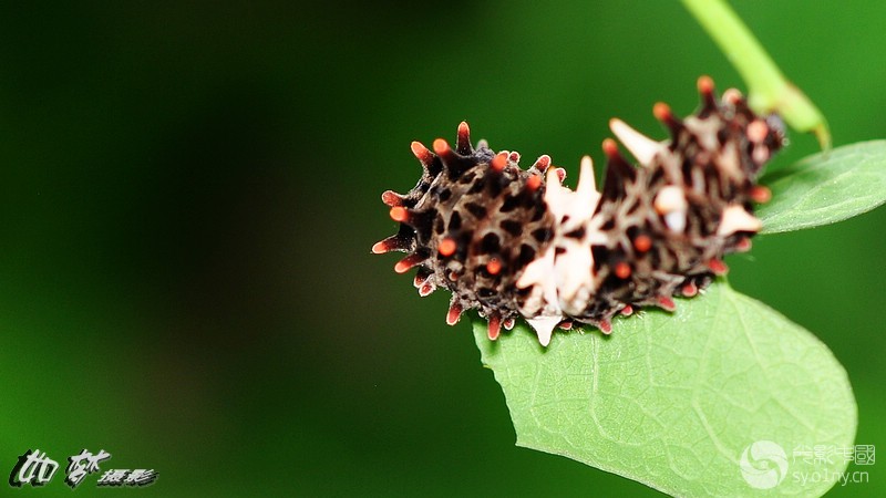 蝴蝶的幼虫