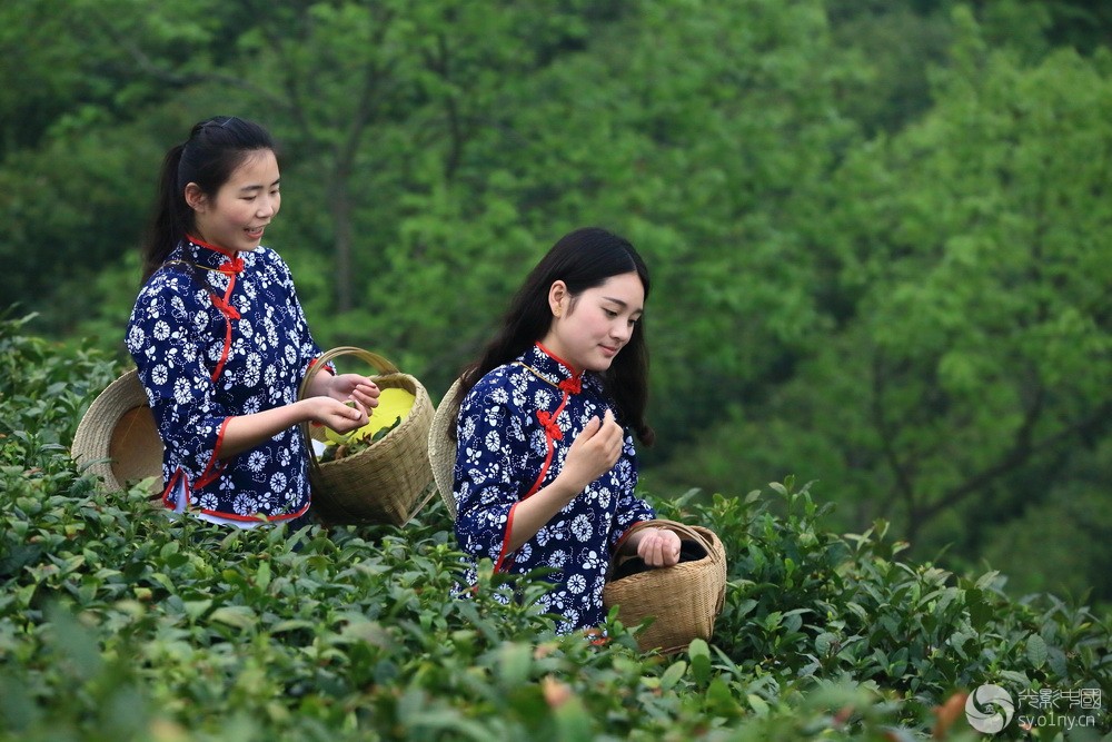 采茶女