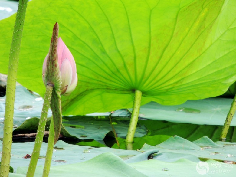 尝试水彩画拍摄--荷花一-行摄风光-36行南阳社