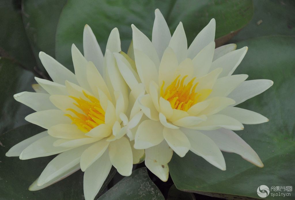 睡莲花