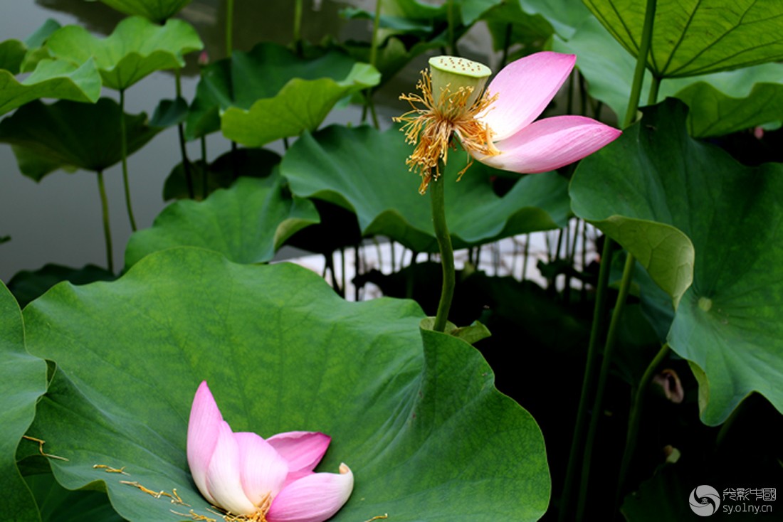 走进万家园莲花温泉