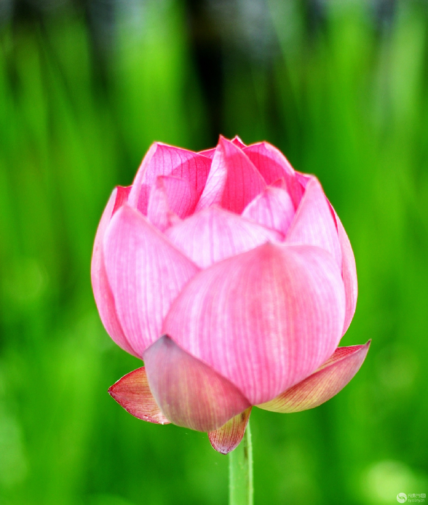 莲花池,拍人像,拍荷花,; 005.jpg