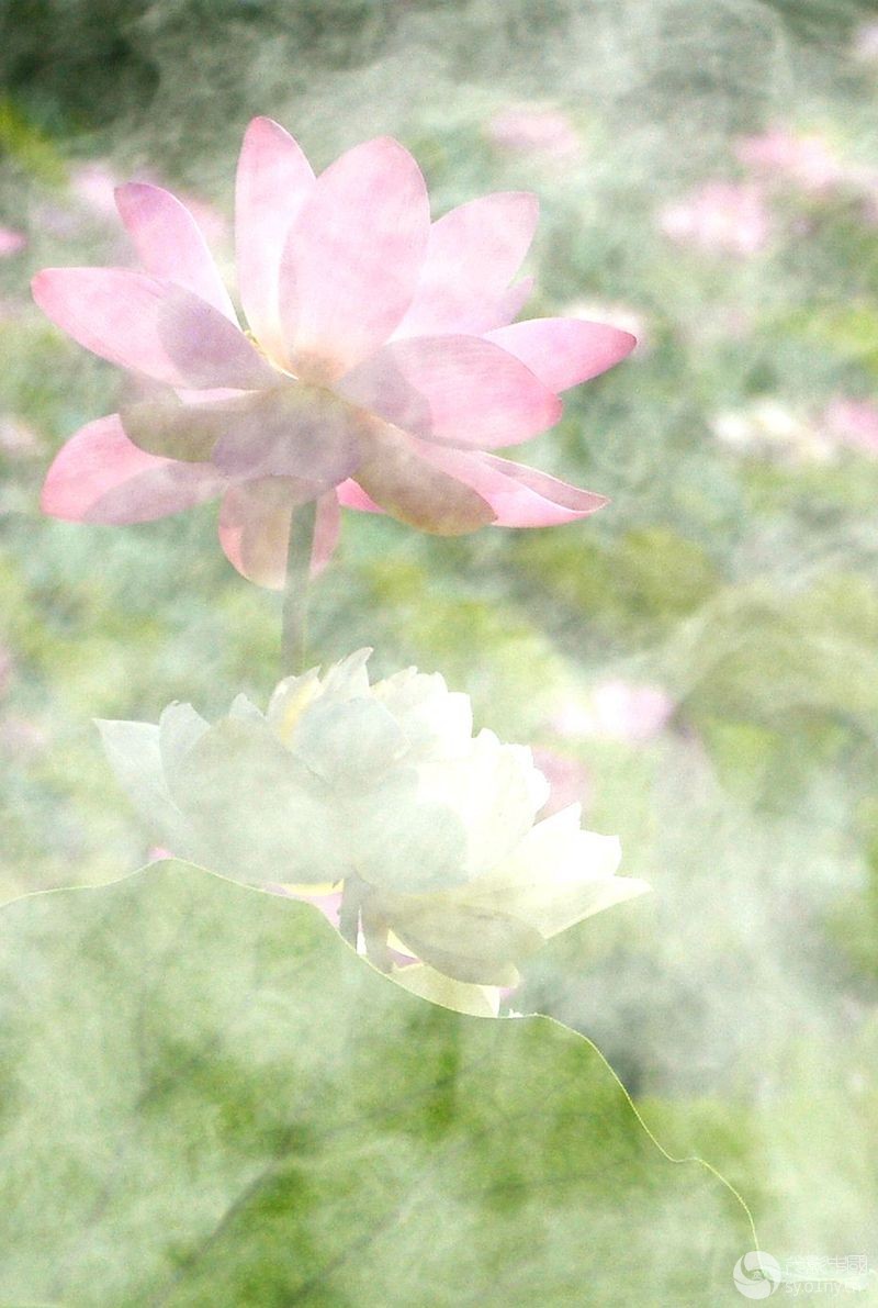 DSC_7312_.jpg