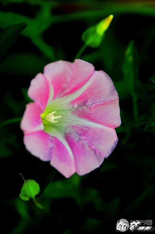 粉色的牵牛花