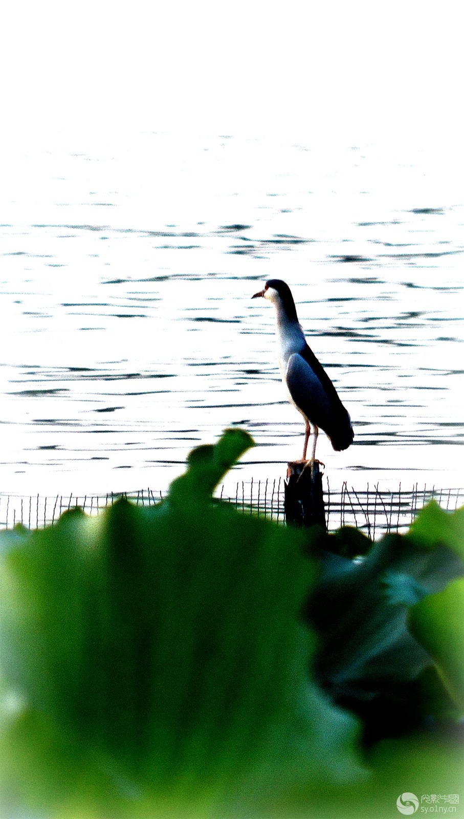 DSC_7562__.jpg